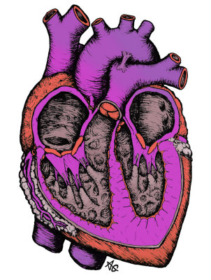 the heart (in color)