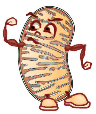 mighty mitochondria