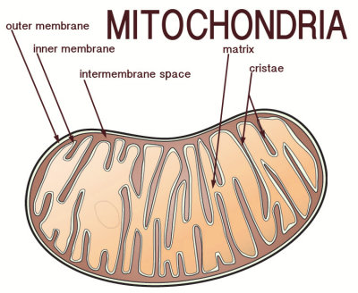 mitochondrial anatomy