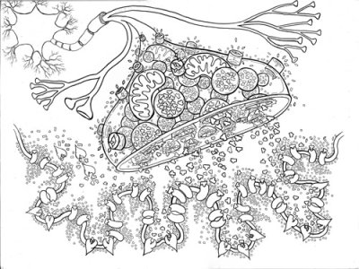 nmj outline