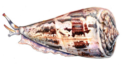 conotoxin shell