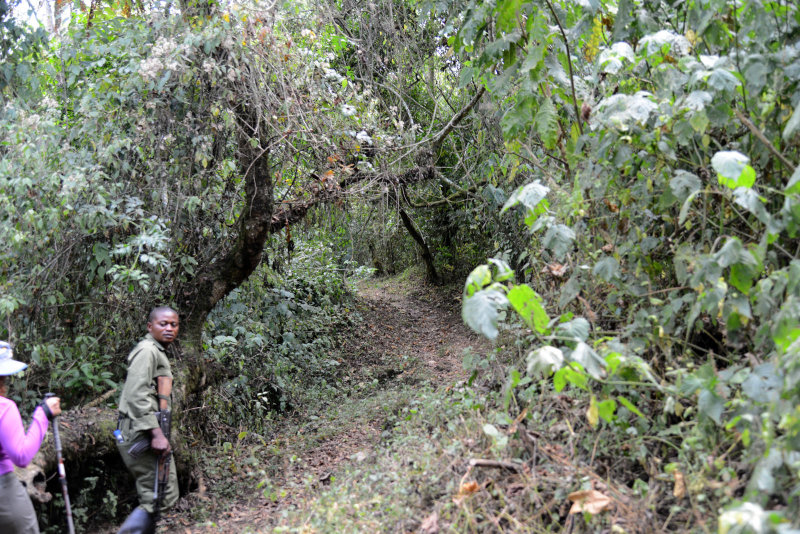 The first section of the trail is a gentle climb of just under an hour through jungle