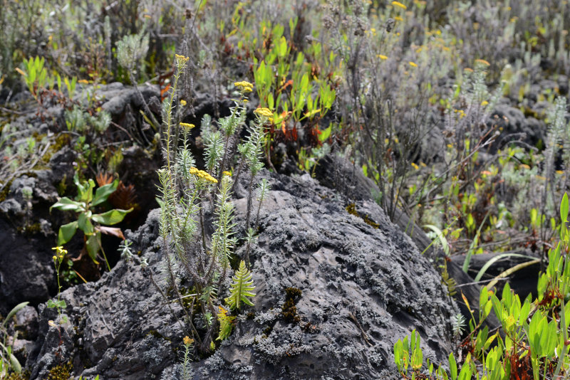 Vegetation has recovered from the 2002 eruption
