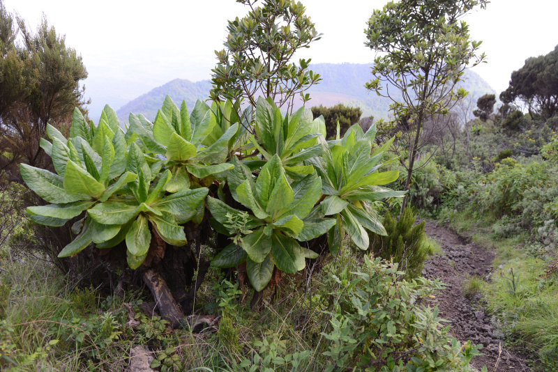 Around 10,000 ft, the vegetation changes with some rather interesting specimens