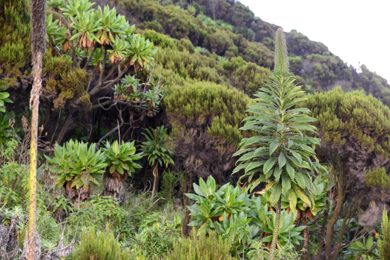 More interesting plants on the upper slopes of Mount Nyiragongo