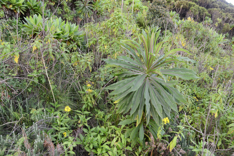 Vegetation on the upper slopes of Mount Nyiragongo