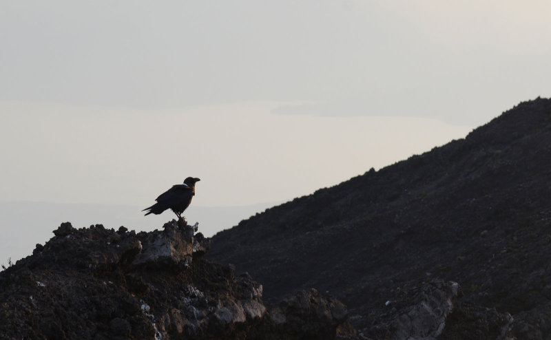 A raven rests on the crater rim with Lake Kivu in the hazy background