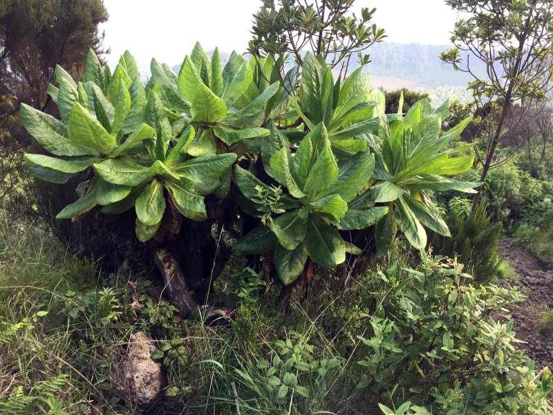 Vegetation on the upper slopes of Mount Nyiragongo