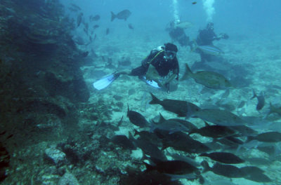Dive 17-18-19 Richelieu Rock