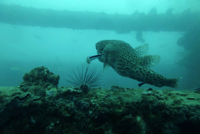 Dive 5 - Phi Phi Wreck