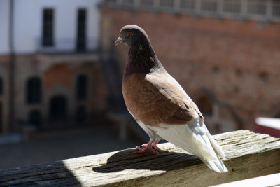Pigeon at Mir Castle