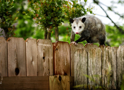 Opossum on my backyard