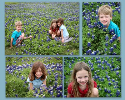 BlueBonnets