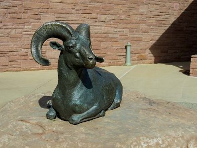 Mountain Goat