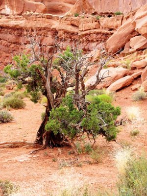 Struggling Juniper