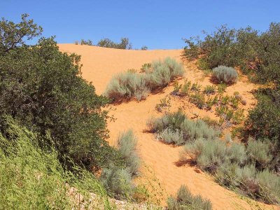 Dune Path