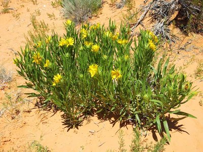 Rough Mulesears