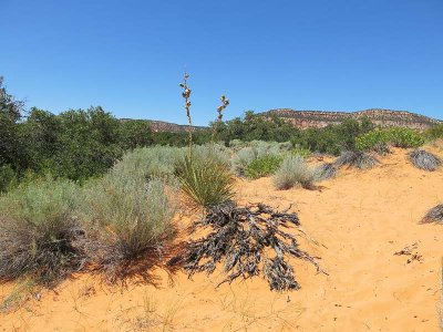 Kanab Yucca