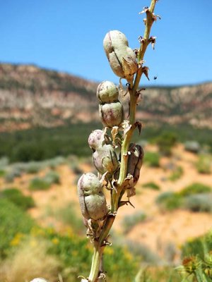Kanab Yucca