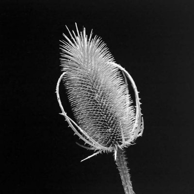 Teasel