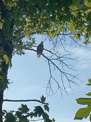 Bald Eagle