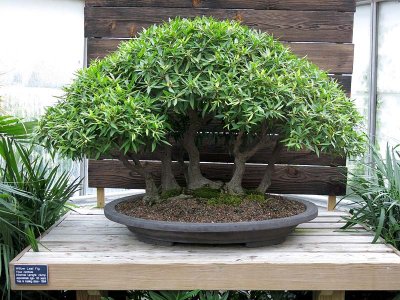 Willow Leaf Fig