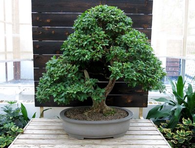 Jaboticaba