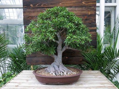 Willow Leaf Ficus