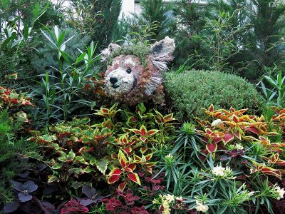 Red Panda