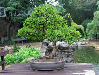 Chinese Elm