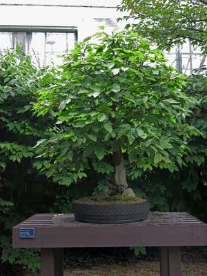 American Beech