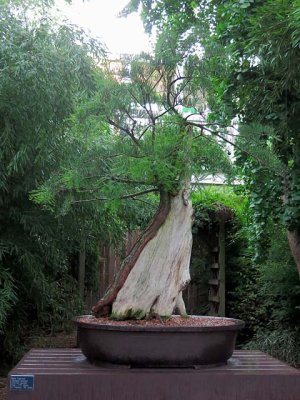 Bald Cypress