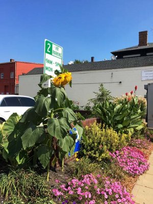 Streetside Planting