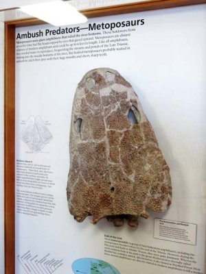 Metoposaurs