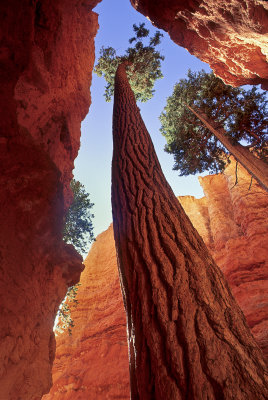 Reach for the Light Bryce Canyon