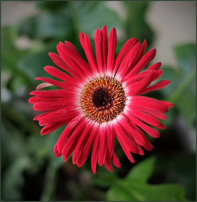 porch bloom 