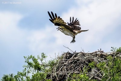 Osprey departing nest Atchafalaya Basin 