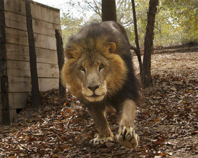 _MG_2645a 8x10fur.jpg