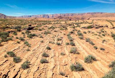 Rows of bushes... 20170405_9294