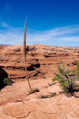 Yucca... 20170405_8288