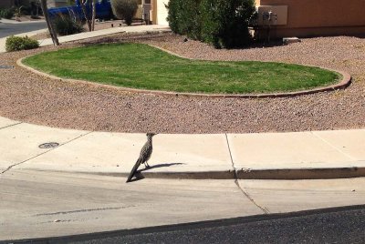 Roadrunner!... 20170222_8609