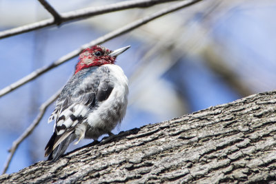 Red Headed Woodpecker 2.jpg