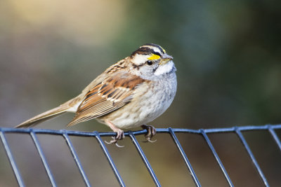 White Troated Sparrow.jpg