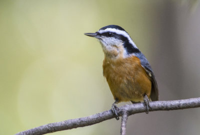 Red Breasted Nuthatch 3 .jpg