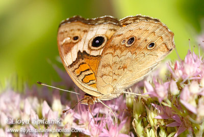 Common Buckeye