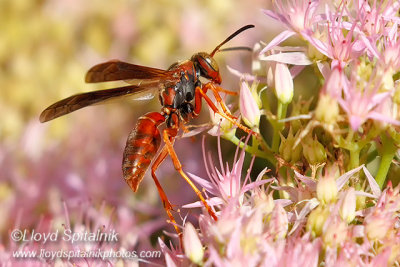 Northern Paper Wasp