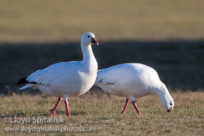 Ross's Goose