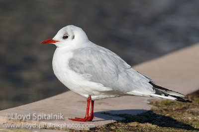 Black-headed Gull
