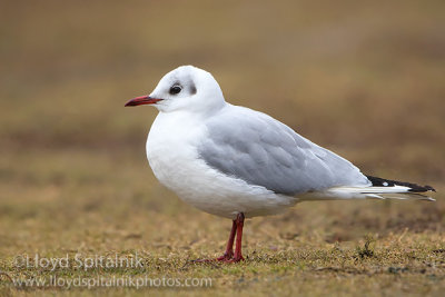 Black-headed Gull