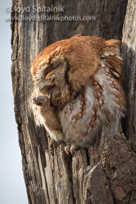 Eastern Screech-Owl (red morph)